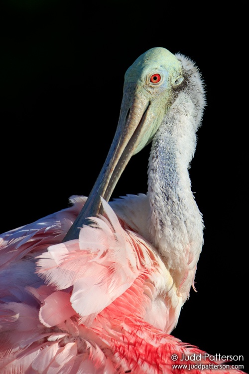 Roseate Spoonbill, Fort Myers Beach, Florida, United States